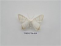 藏品(尺蛾325)的圖片